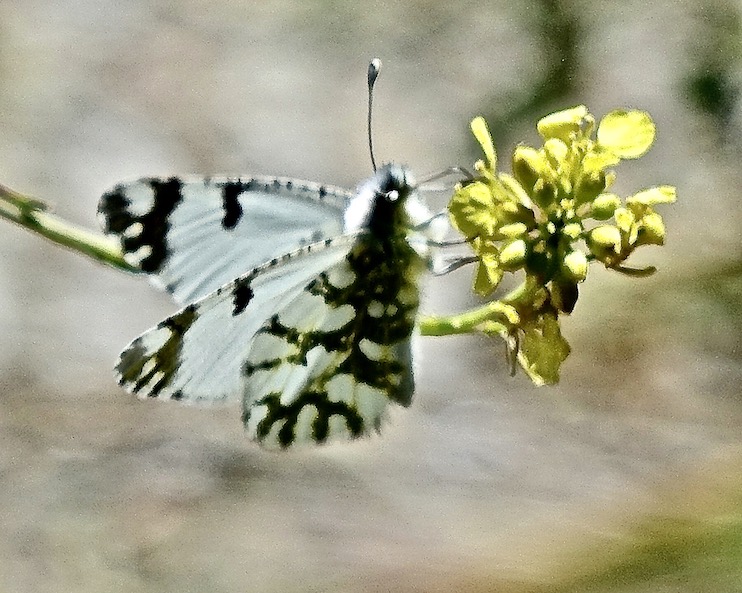 eastern dappled white